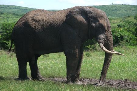 大象, 野生动物园, 南非, 厚皮类动物, 非洲布什大象