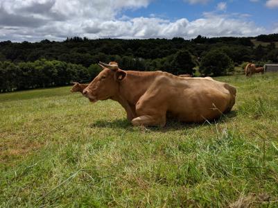 母牛, 普拉多, 草原