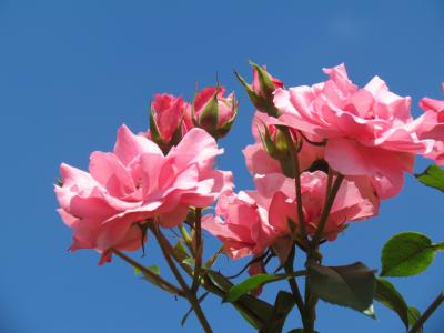 玫瑰, 粉色, 花, 花园, 植物区系