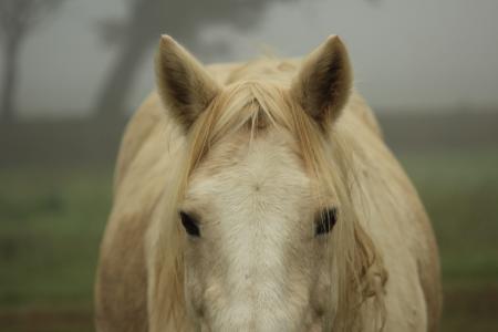 小马, 马, 国内, 可爱, 雾, 雾, 天然的马