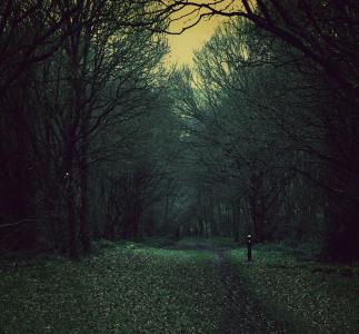 幽灵, 路径, 自然, 伍兹, 黄昏, 黑暗, 森林