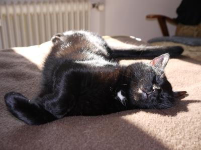 猫, 睡觉, 橡皮布, 棕色, 太阳, 黑色, 关注