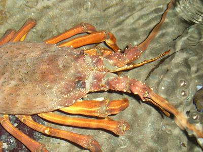 龙虾, 小龙虾, 龙虾头, 海鲜, 贝类, 甲壳动物, 壳