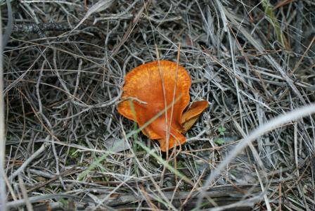 秋天, 森林, 蘑菇