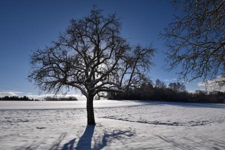 寒冷, 冬日的阳光, 树, 冬天, 照明, 白雪皑皑, 回光