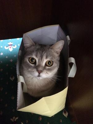 猫, 猫在袋子