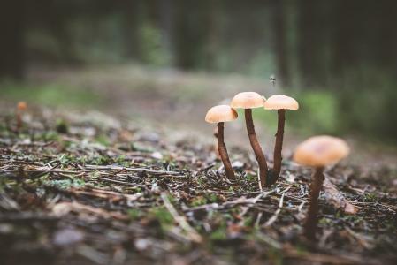 蘑菇, 森林, 自然, 秋天