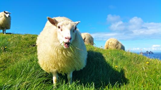 羊, 冰岛, 草, 羊毛, 羔羊, 放牧, 牧场