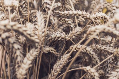 草, 小麦, 麦片, 粮食, 营养, 农业, 自然