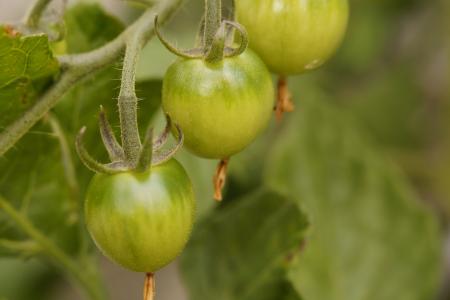 布什番茄, 番茄, 番茄植株, 蔬菜, 绿色, 成长, 不成熟
