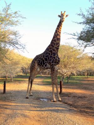 长颈鹿, 南非, 非洲, 动物, 哺乳动物, 自然, 野生动物园