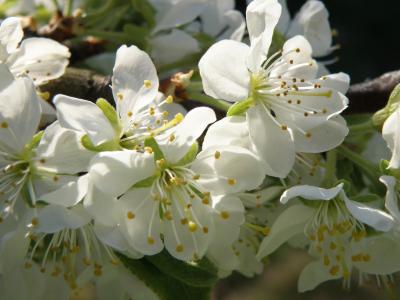 花, 果树, 春天, 白色