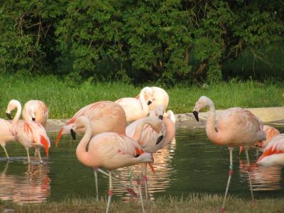粉红色的火烈鸟, 羊群, 洗澡, 水, 热带, 动物, 大
