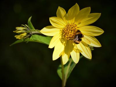 蜜蜂, 开花, 绽放, 关闭, 花, 昆虫, 黄色