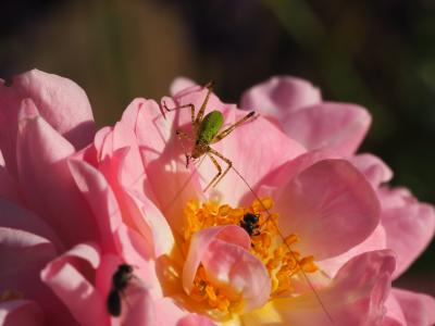 蚱蜢, 蚂蚁, 花, 上升, 夏季, 花园, 昆虫