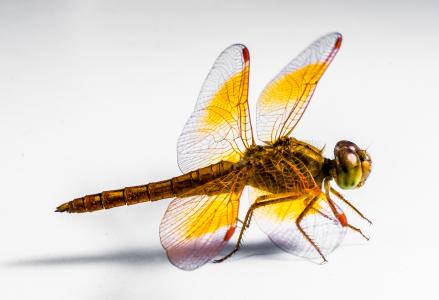 蜻蜓, 昆虫, 关闭, 动物, 自然, 动物的翼, 特写