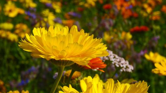 万寿菊, 黄色, 开花, 绽放, 花, 花草甸, 领域的花
