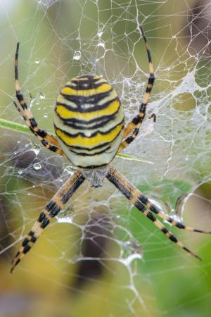 蜘蛛, web, 自然, 夏季, 草坪, 生活, 昆虫
