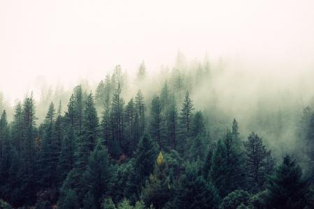 松树, 树木, 覆盖, 雾, 白天, 森林, 自然