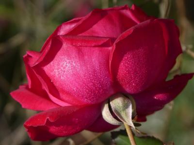 罗莎, 罗西奥, 滴眼液, 花, 新鲜, 新鲜的玫瑰, 自然