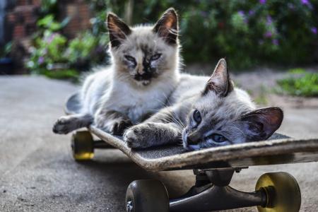 猫, 滑板, 骑, 宠物, 家猫, 可爱, 动物