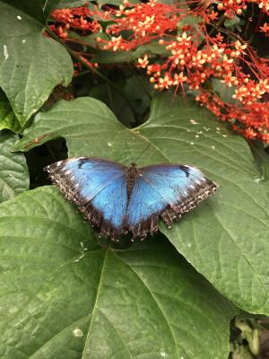 蝴蝶, 蓝色, 自然, 昆虫, 宏观, 颜色