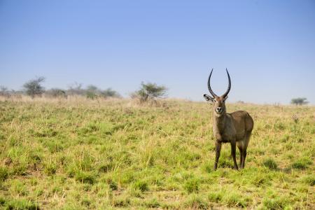 羚羊, 非洲, 野生动物, 在野外的动物, 野生动物, 一种动物, 动物