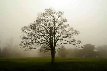 雾, 景观, 树, 树木, 四季, 英格兰, 分公司
