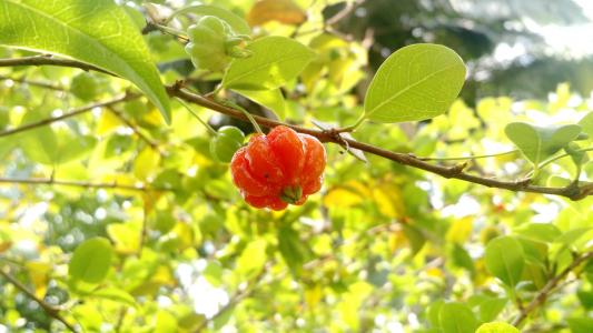 樱桃, 水果, 脚 pitanga, 自然
