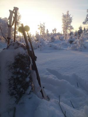 冬天, 狩猎, 感冒, 雪, 早上, 太阳, 森林