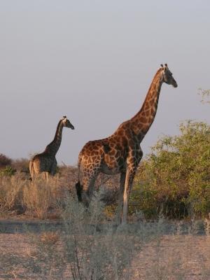 长颈鹿, 动物, 非洲, 哺乳动物, 草食动物, 野生动物园, 野生动物