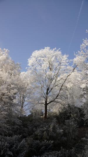 树梢, 天空, 蓝色, 树, 白色, 冬天, 冰