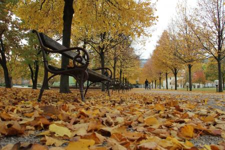 秋天, 叶, 国家, 自然, 板凳, 更改, 树