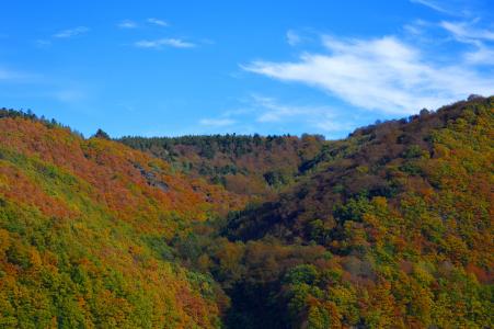 rurtalsperre, 艾弗尔, 德国, 景观, 山脉, 森林, 秋天的树林