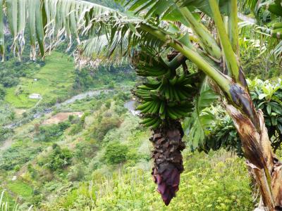 香蕉棕榈, 开花, 绽放, 马德拉岛