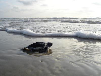 绿海龟, 孵出幼体, 海滩, 海洋, 网上冲浪, 沙子, 野生动物