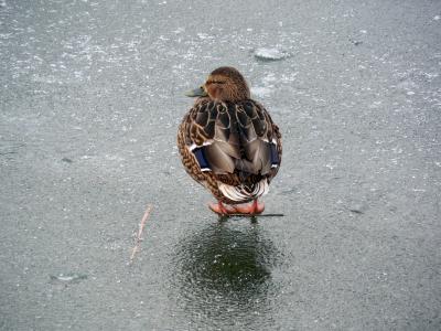 鸭, 冰, 冬天, 冻结, 鸟, 自然, 感冒