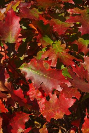 秋天, 秋天, 红色, 绿色, 橡树, 叶, 叶子