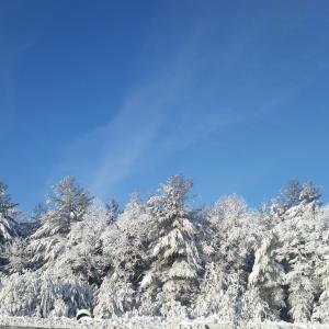天空, 冬天, 树木, 冰, 弗罗斯特