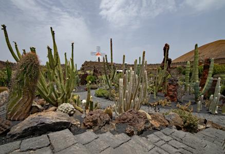 仙人掌植物园, 仙人掌, 兰萨罗特岛, 西班牙, 非洲名胜, guatiza, 风车