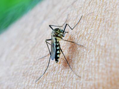 蚊子, 咬伤, 去世, 疟疾, 斯里兰卡, 马沃内勒, 锡兰