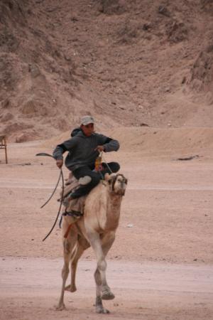 骆驼骑马, 埃及, 西奈, 沙漠, 骆驼, 贝都因人