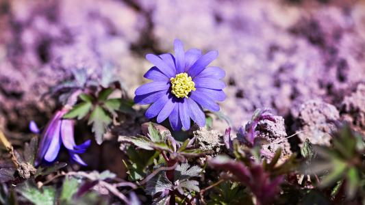 巴尔干海葵, 花, 植物, 开花, 绽放, 蓝紫色, 花园