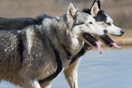 西伯利亚雪橇犬, 赫斯基, 狗, 纯种狗, 动物, 宠物, 狼