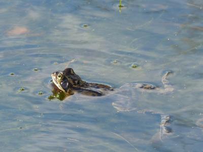 青蛙, 池塘, 很好奇, 游泳, 蛙池里, 花园的池塘, 蟾蜍