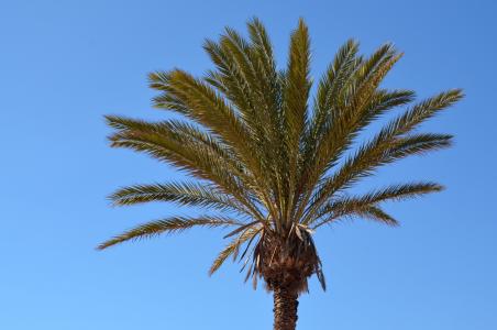 棕榈, 天空, 太阳, 晴转多云, 蓝色, 夏季, 加那利群岛