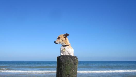 海滩, 沙子, 宠物, jackrussell, 张卫健, 小狗, 狗