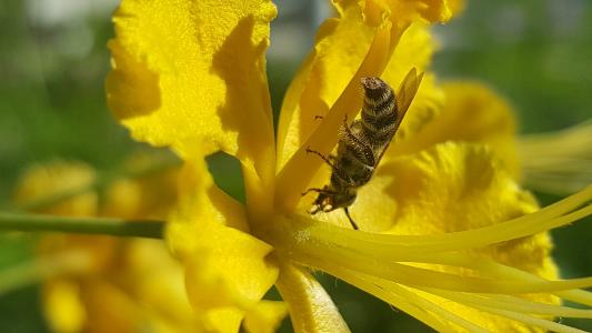蜜蜂, 花, 昆虫, 黄色, 春天, 花香