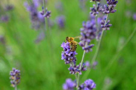 熏衣草, 蜜蜂, 昆虫, 紫罗兰色, 真正薰衣草, 熏衣草, 植物