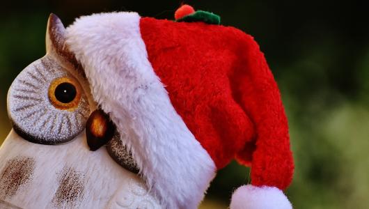 圣诞节, 猫头鹰, 圣诞老人的帽子, 沉思的, 图, 装饰, 可爱